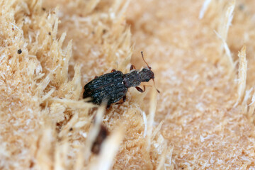Cartodere nodifer - tiny beetle, about 2mm in the leaf litter. Species of minute brown scavenger beetles native to Australia and New Zealand but now cosmopolitan.