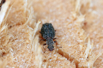 Cartodere nodifer - tiny beetle, about 2mm in the leaf litter. Species of minute brown scavenger beetles native to Australia and New Zealand but now cosmopolitan.