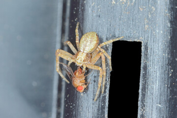 A spider with a hunted fruit fly.