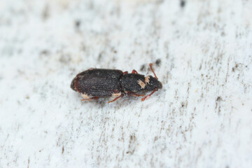 Monotoma longicollis is a species of the family Monotomidae. Sometimes a storage pest. A beetle covered with parasitic mites.