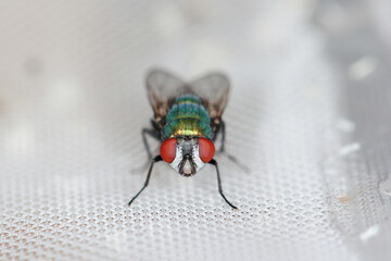 Fly Lucilia caesar common greenbottle blowfly Diptera in close up view while laying eggs.