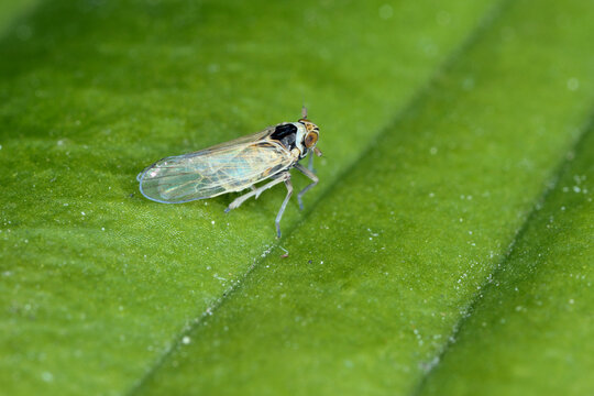 Male of Javesella pellucida is a planthopper from the family Delphacidae on leaf.