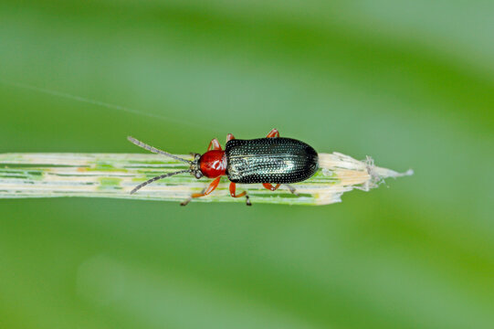 Cereal leaf beetle (Oulema melanopus  duftschmidi) on the cereal leaf. It is a significant cereals pest.