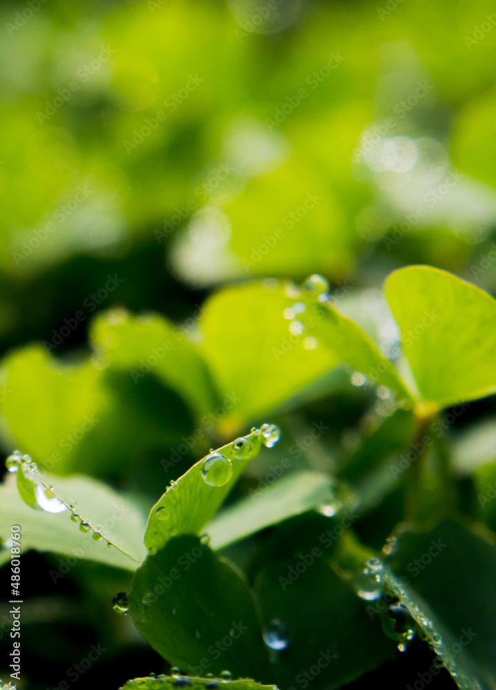 Sticker Green shamrock plants in wood in the winter morning with dew drops on the leaf. The sunlight makes the dewdrops shine in the morning