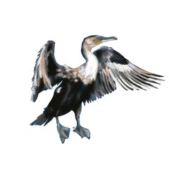 Fototapeta premium Cormorant bird on a white background.