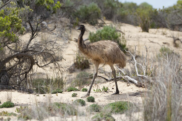 emu in coffin bay national park
