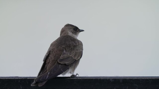 Telephoto zoomed in shot of a tiny little brown chsted martin, progne tapera turning its head around observing its surroundings while preening and grooming its feather with clear background.