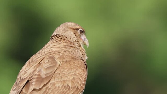 Telephoto zoom in shot of a wild chimango caracara bird of prey idling stationary while turning its head around observing its surrounding, waiting for potential prey against foliage background.