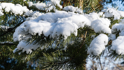 Magical hanging branches of  Austrian pine or black pine (Pinus Nigra) covered with snow on blurred background of greenery in winter garden. Selective focus. Close-up. Nature concept for Christmas