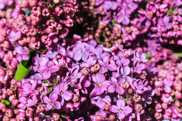 Lilac flowers wallpaper. Blooming lilacs or Syringa vulgaris background. Small purple violet spring flowers on blooming bush in botanical garden, park in May. Fragrant shrub in bloom. Floral backdrop.