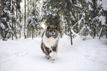 Fluffy Akita inu breed dog portrait walking in winter