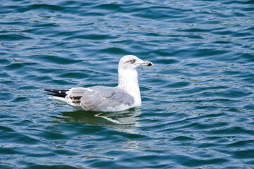 seagull on the water