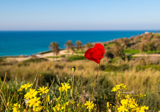 A red poppy flower with yellow mums on the background of the Mediterranean sea in Ashkelon, Israel.