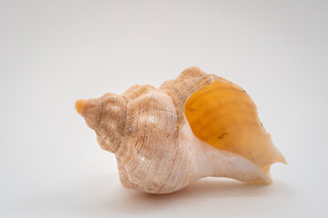 Large sea snail shell on white background, close-up still life photo