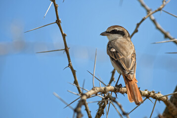 Isabelline Shrike - Lanius isabellinus, beautiful colored perching bird from African bushes and savannahs, Tsavo West, Kenya.
