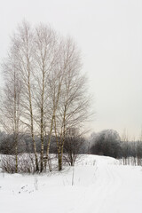 Snowy landscape with birches and footprints in the snow.
