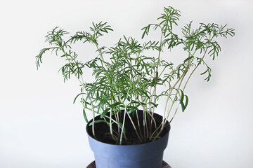 Cosmos flower seedlings in pots on a white background. Flowers for the garden. Close-up.