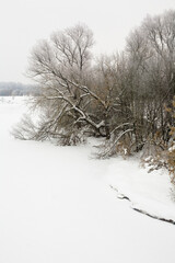 Winter landscape with trees on the banks of the Klyazma River in the Moscow region.