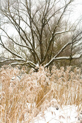 Snow-covered picturesque tree and tall grass in the foreground.