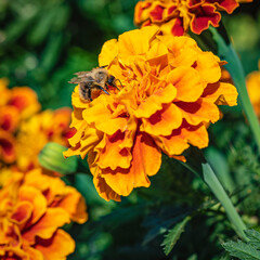 Furry bumblebee on an orange flower, it's sunny