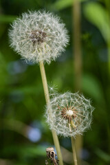 Several dandelion flowers on a summer day