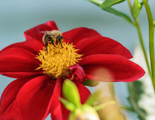 Bumblebee on red dahlia in the garden