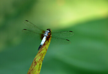 dragonfly on a leaf