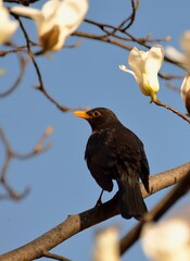 blackbird on a branch