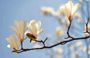 Magnolia flowers in spring