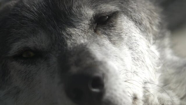 Close-up portrait of a gray wolf in its natural setting. The orderly of the forest