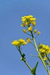 yellow flowers on sky background