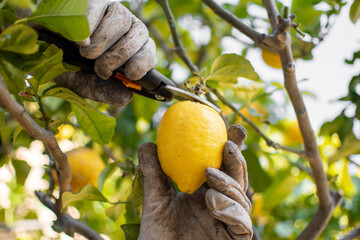 Man hands with dirty work gloves and pruning shears picking lemons