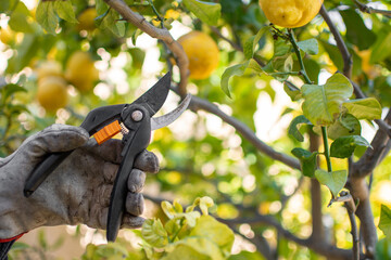Man hands with dirty work gloves and pruning shears picking lemons