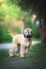 the afghan hound puppy breed dog portrait