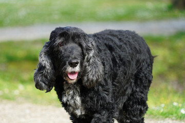 Sourire d'un chien noir bouclé