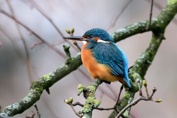 Ein weiblicher Eisvogel (Alcedo athis), zu erkennen am orangefarbenen Unterschnabel.