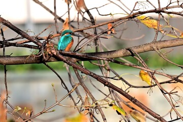 Ein Eisvogel, Alcedo athis, Vogel, Vögel in Deutschland, Natur, Ornithologie, Standvogel,...