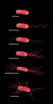 Bacterium, flagella arrangement in bacteria: Monotrichous, Amphitrichous, Lophotrichous, Amphilophotrichous, Peritrichous. Atrichous means no flagella. 3d illustration with naming