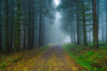 Im Wald bei Nebel
