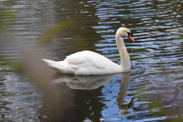 A white mute swan swiming on the park-lake