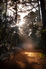 Scenic light in the forest woods with off road path. Outdoors park landscape in sunset sunlight. Travel destination and adventure concept