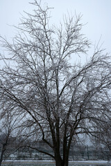 Beautiful big tree outdoors on winter day