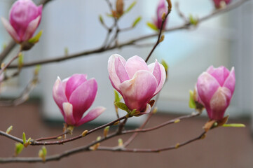 Pink magnolia tree  blooming branch at the street.Magnolia Sulanga outdoors photo.