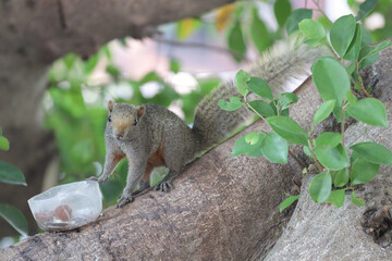 a Squirrels are members of the family Sciuridae