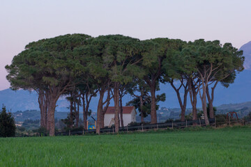 Fototapeta na wymiar Landscape view of house rounded high trees in Italy Sicily region