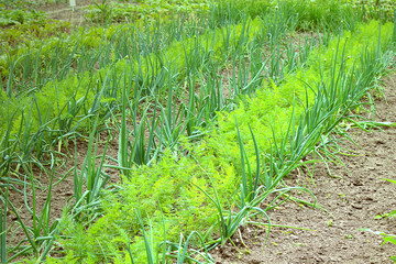 Companion planting - rows of onion and carrot plants in garden bed (Gelderland, Netherlands) - 486025131