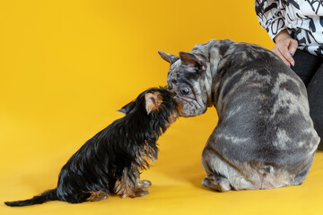 Communication of two dogs, French Bulldog of unusual grey merle spotted color and Yorkshire Terrier puppy under control of owner. Vibrant yellow background. Copy space.