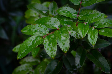 leaves in the rain