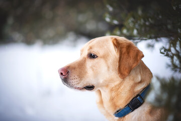 labrador dog playing in winter forrest portrait