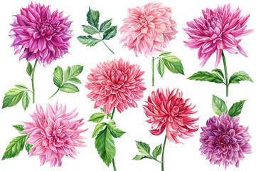 set of dahlia flowers and leaves, watercolor botanical painting - obrazy, fototapety, plakaty